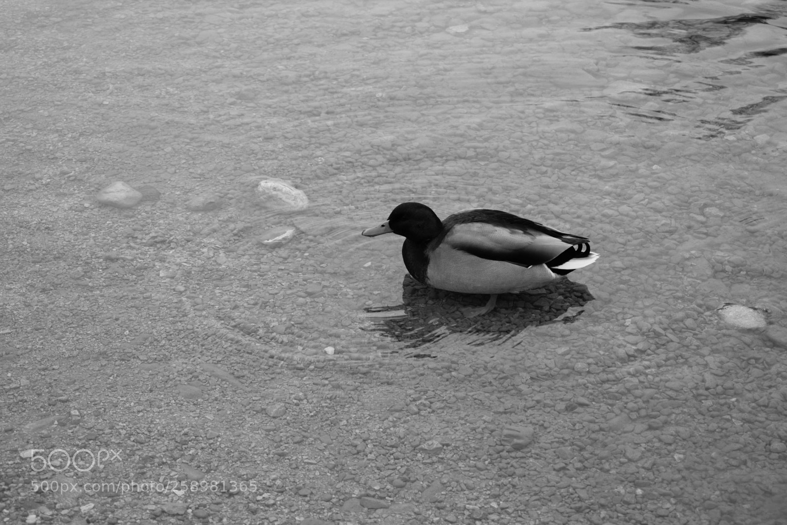 Nikon D3300 sample photo. Ripple photography