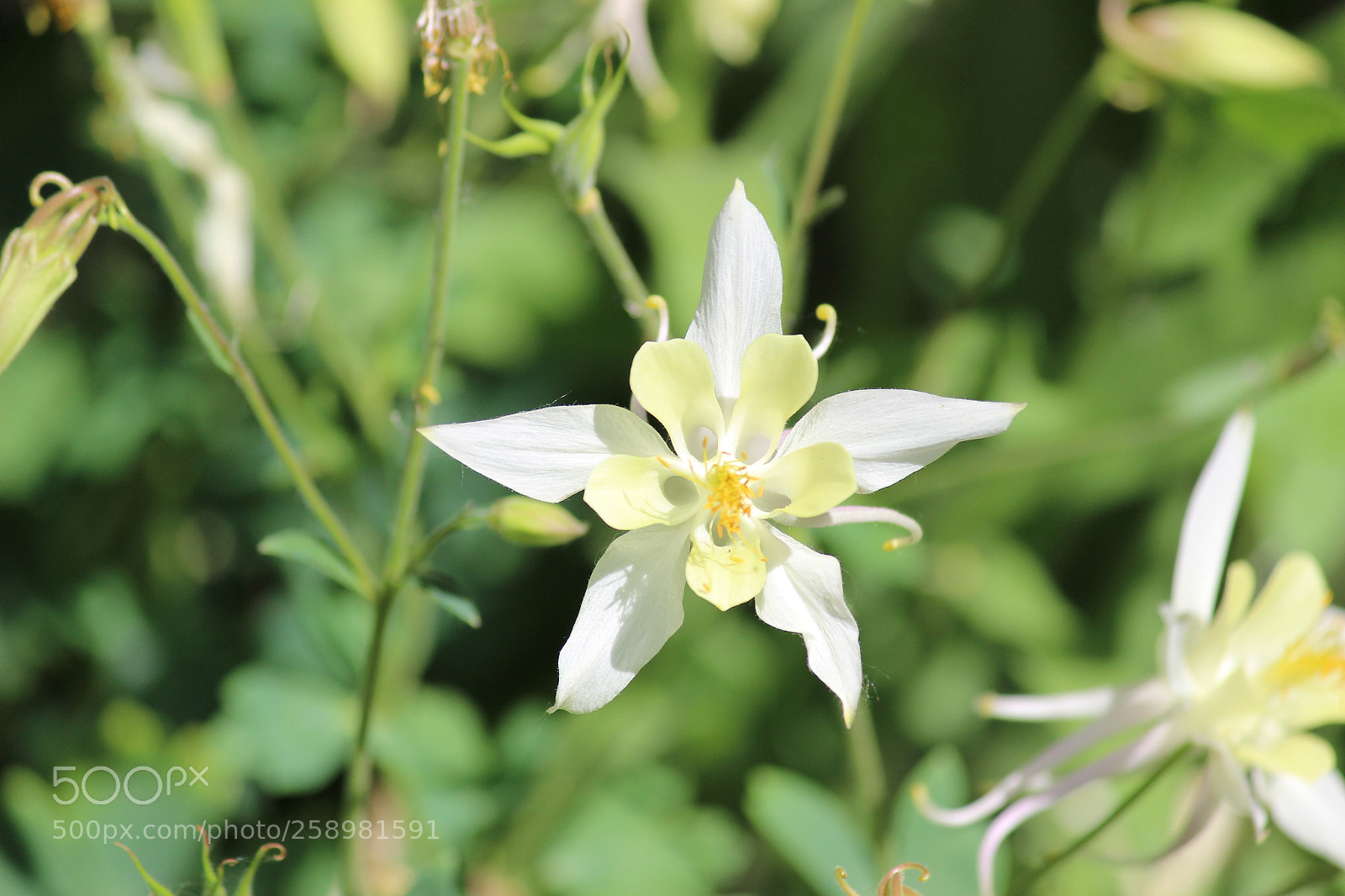 Canon EF-S 55-250mm F4-5.6 IS II sample photo. Img photography