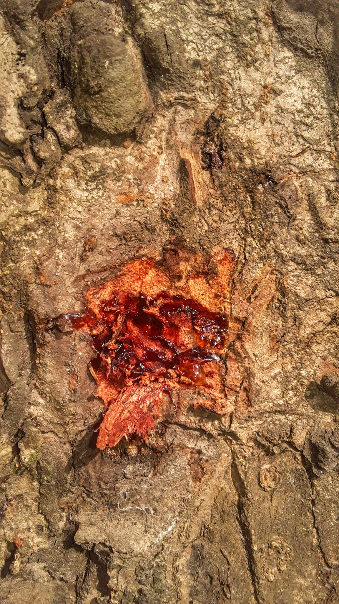 Samsung Galaxy On5 sample photo. Bleeding bark photography
