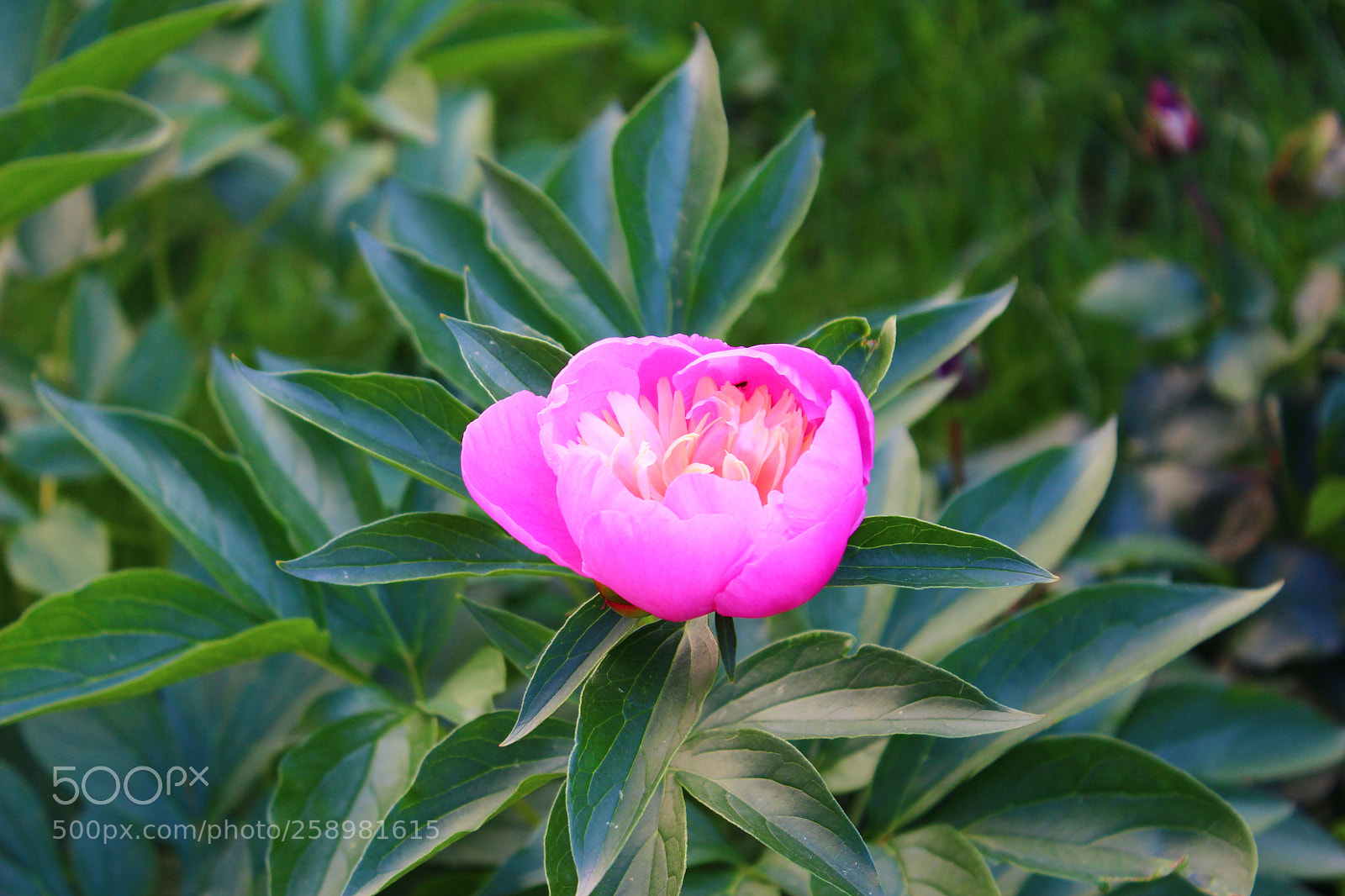 Canon EOS 600D (Rebel EOS T3i / EOS Kiss X5) sample photo. Img photography