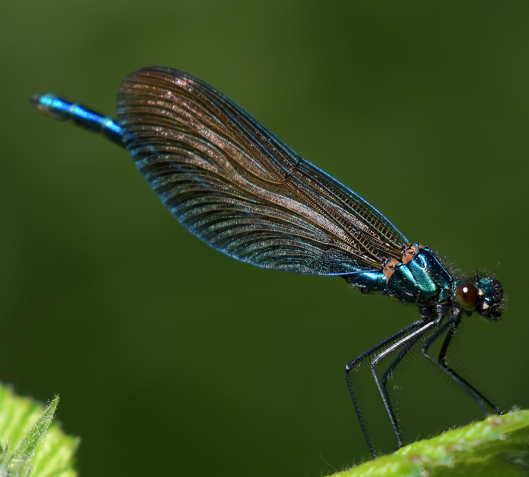 Nikon AF-S Nikkor 200-500mm F5.6E ED VR sample photo. Dragonfly photography