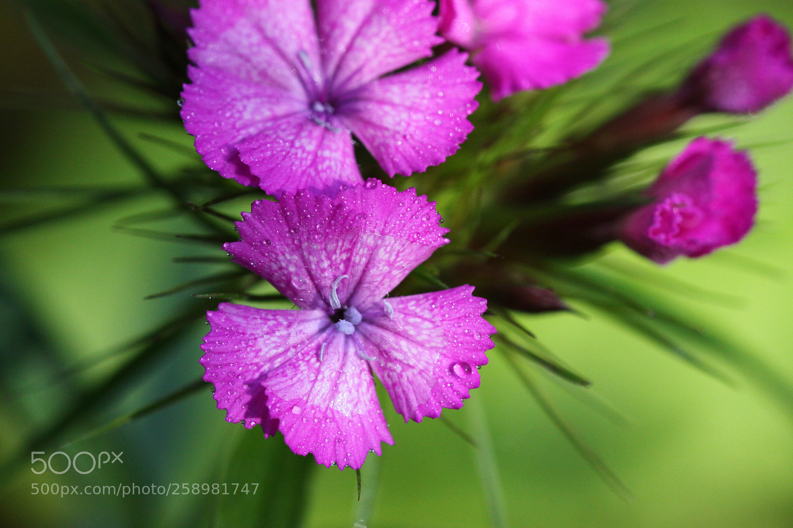 Canon EOS 50D sample photo. Spring photography