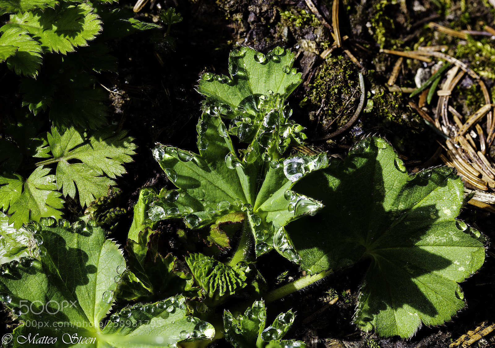 Canon EOS 6D sample photo. Alchemilla mollis photography