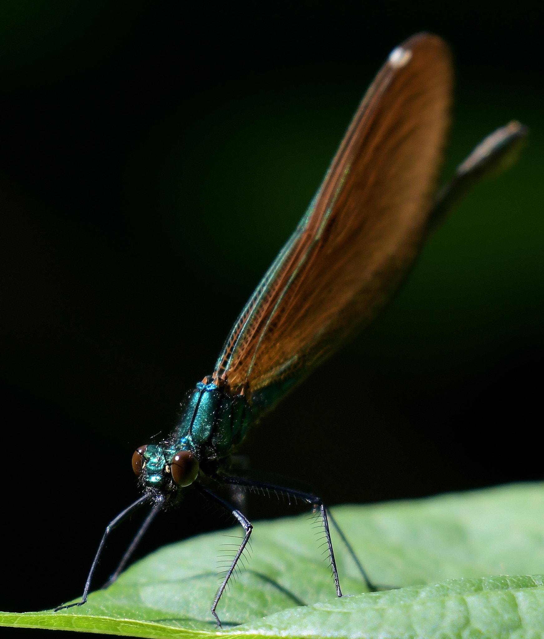 Nikon AF-S Nikkor 200-500mm F5.6E ED VR sample photo. Dragonfly again. photography