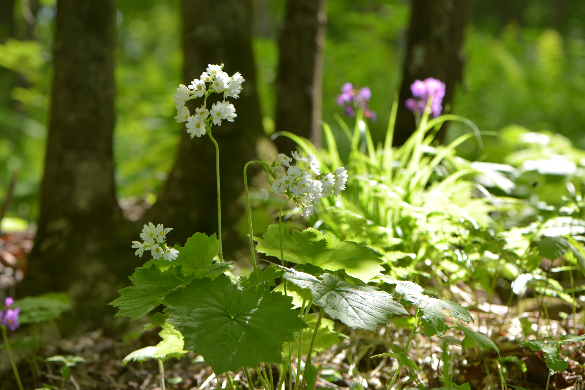 Nikon AF-S Micro-Nikkor 105mm F2.8G IF-ED VR sample photo
