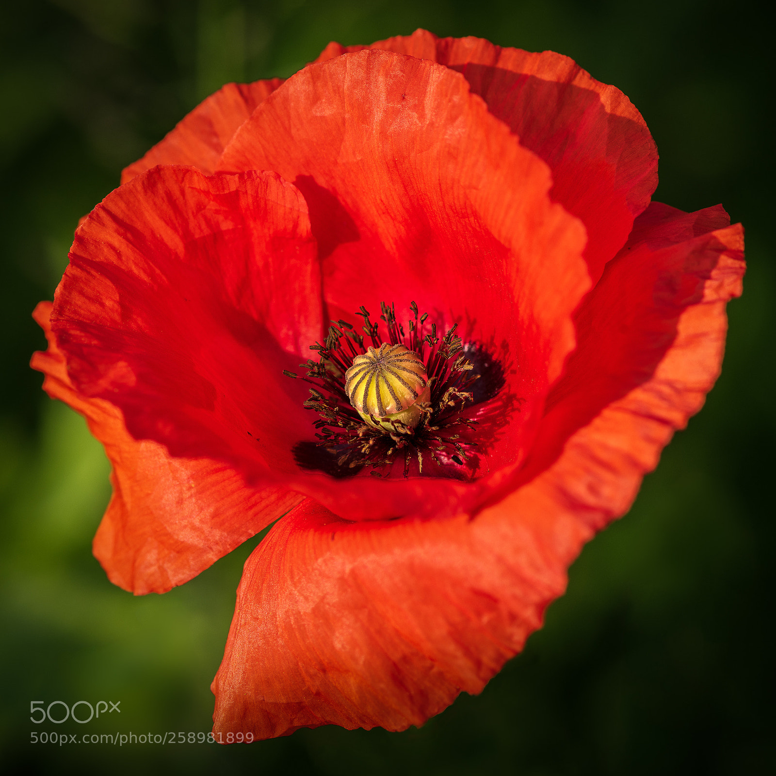 Nikon D810 sample photo. Rouge photography