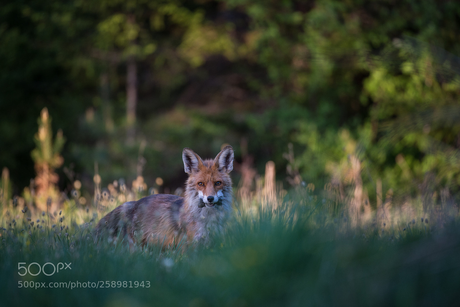 Nikon D4S sample photo. Hey fox, where to photography