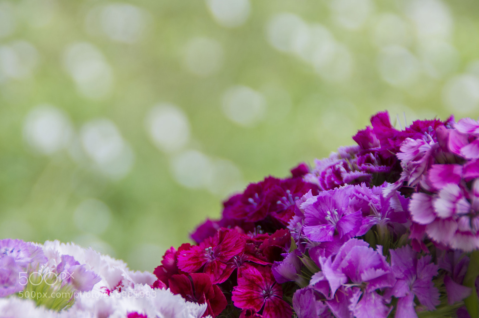 Pentax K-x sample photo. A bunch of sweet-william photography