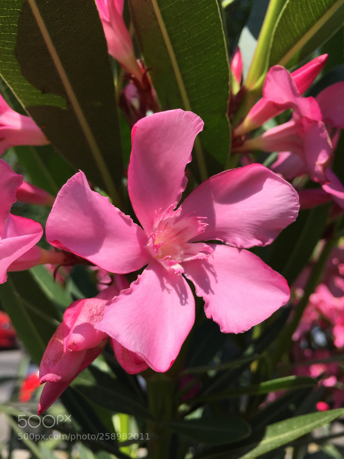 Apple iPhone 6 sample photo. Untitled photography
