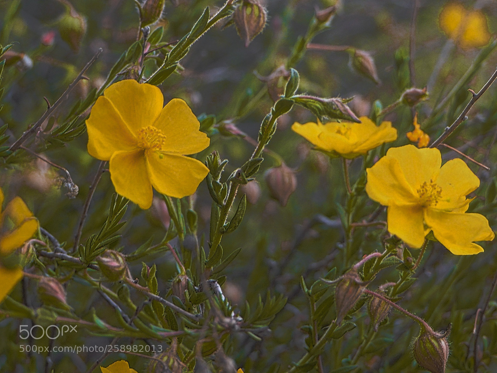 Olympus OM-D E-M10 II sample photo. May flowers.... photography