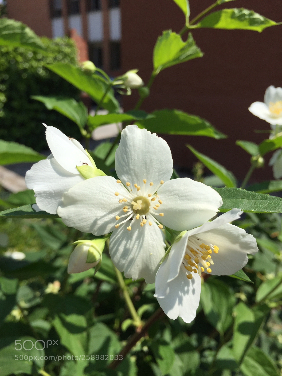 Apple iPhone 6 sample photo. Untitled photography