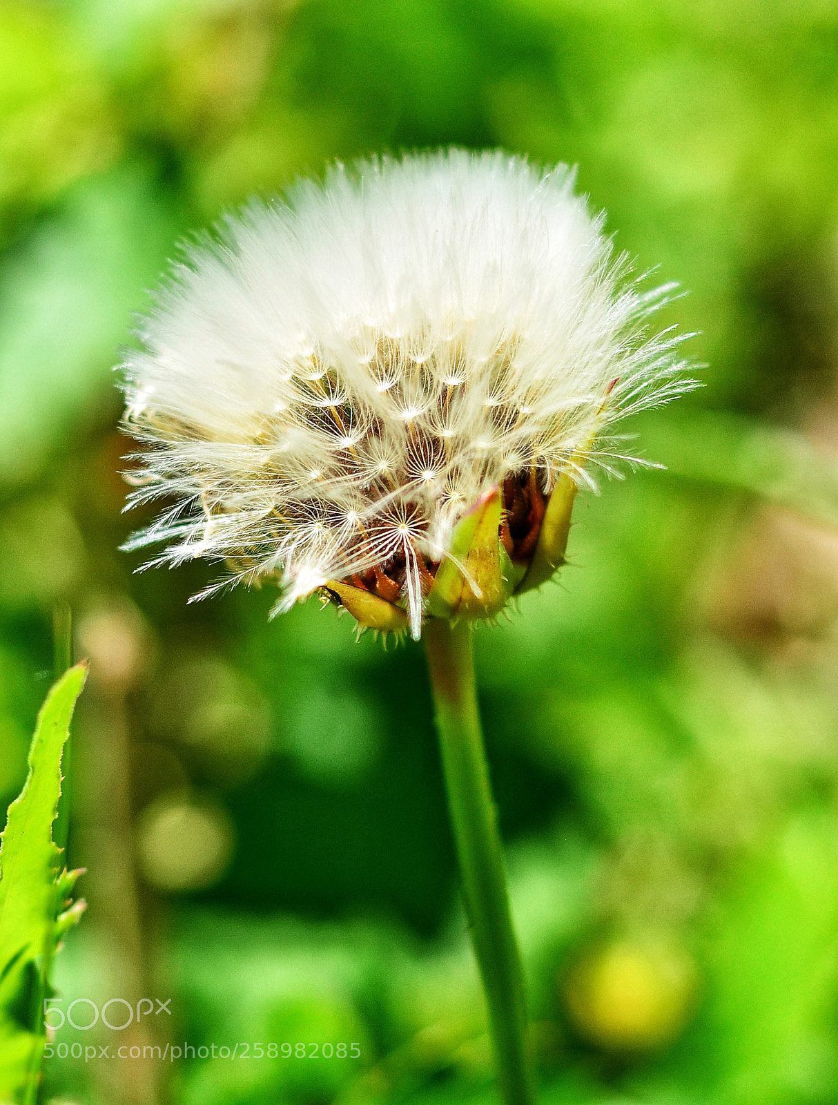 Nikon D5100 sample photo. Diente de león. 2 photography