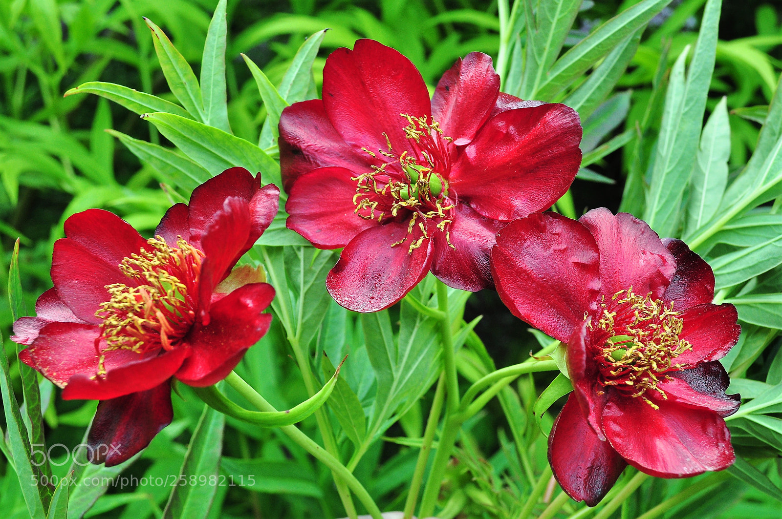 Nikon D5000 sample photo. Red flower photography