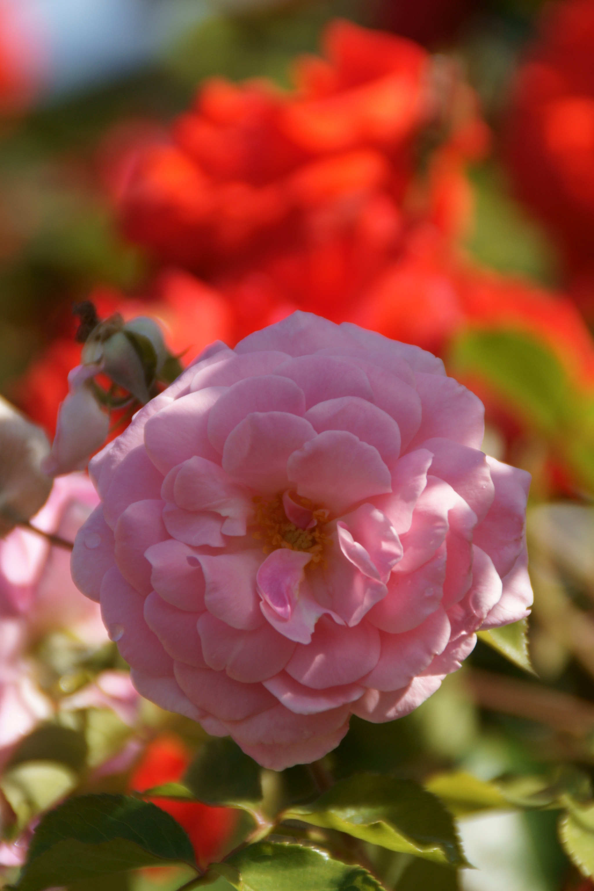 Sony Alpha DSLR-A700 + Sony DT 18-200mm F3.5-6.3 sample photo. よく晴れた日の薔薇 photography