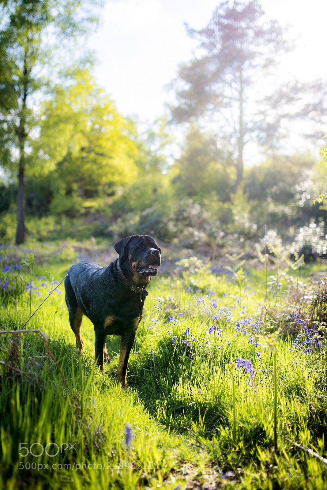 Nikon D810 sample photo. More bluebells featuring jas photography