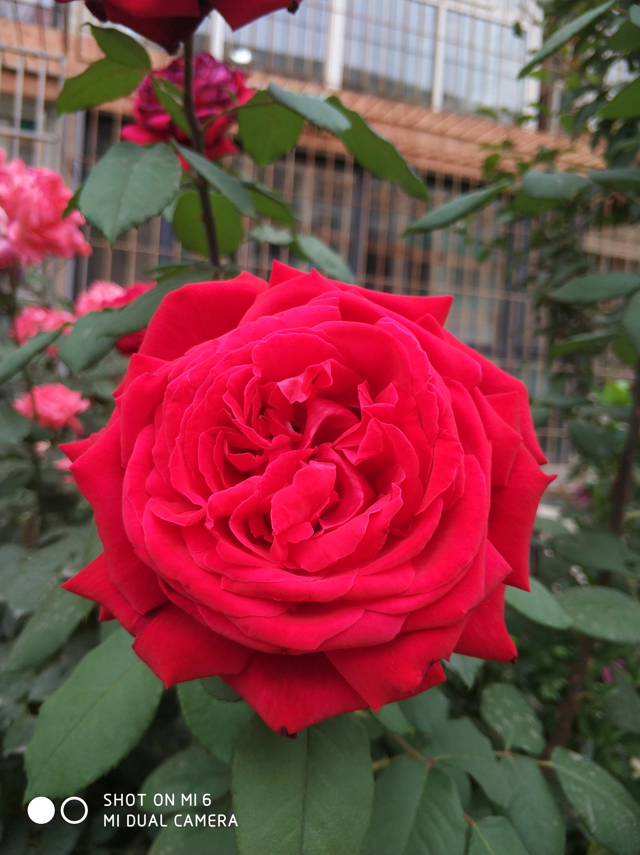 Xiaomi MI6 sample photo