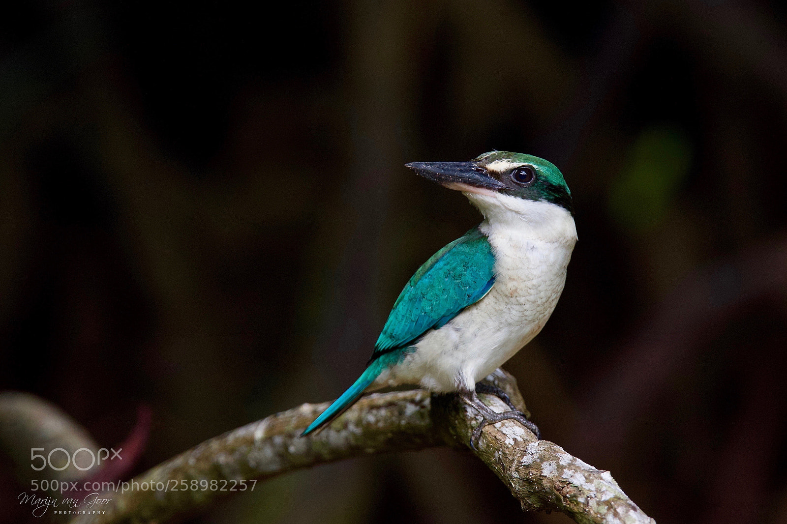 Canon EOS 7D Mark II sample photo. Collared kingfisher photography