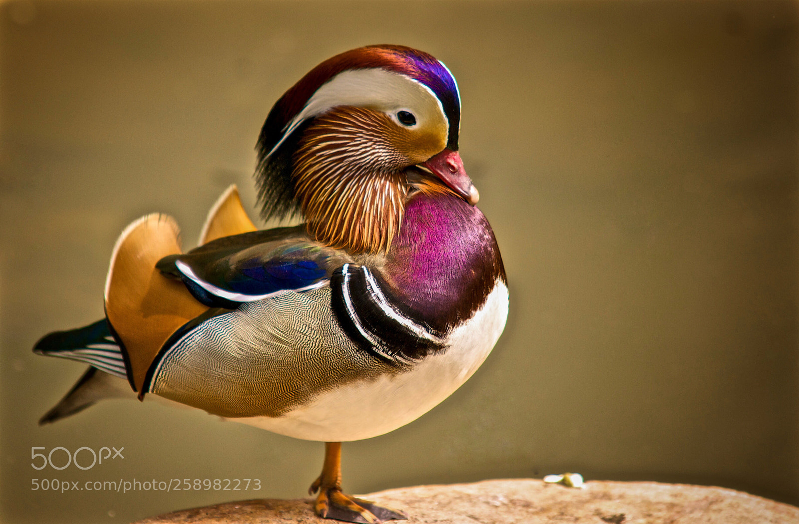 Sony Alpha DSLR-A700 sample photo. Mandarinente photography