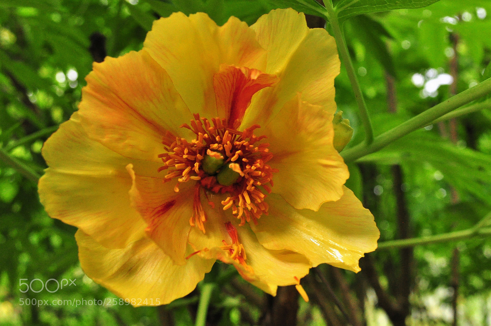 Nikon D5000 sample photo. Yellow flower photography