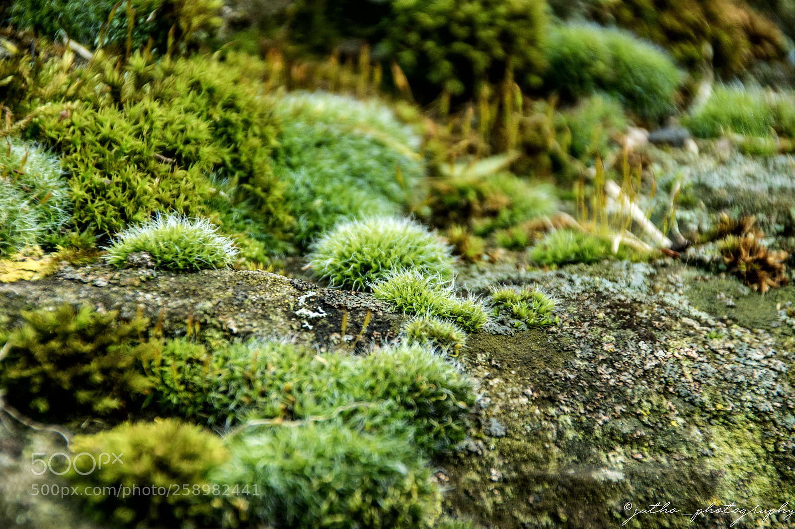 Nikon D7200 sample photo. Little moss forest photography