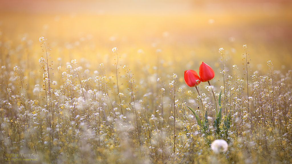 sunset by Tiger Seo on 500px.com