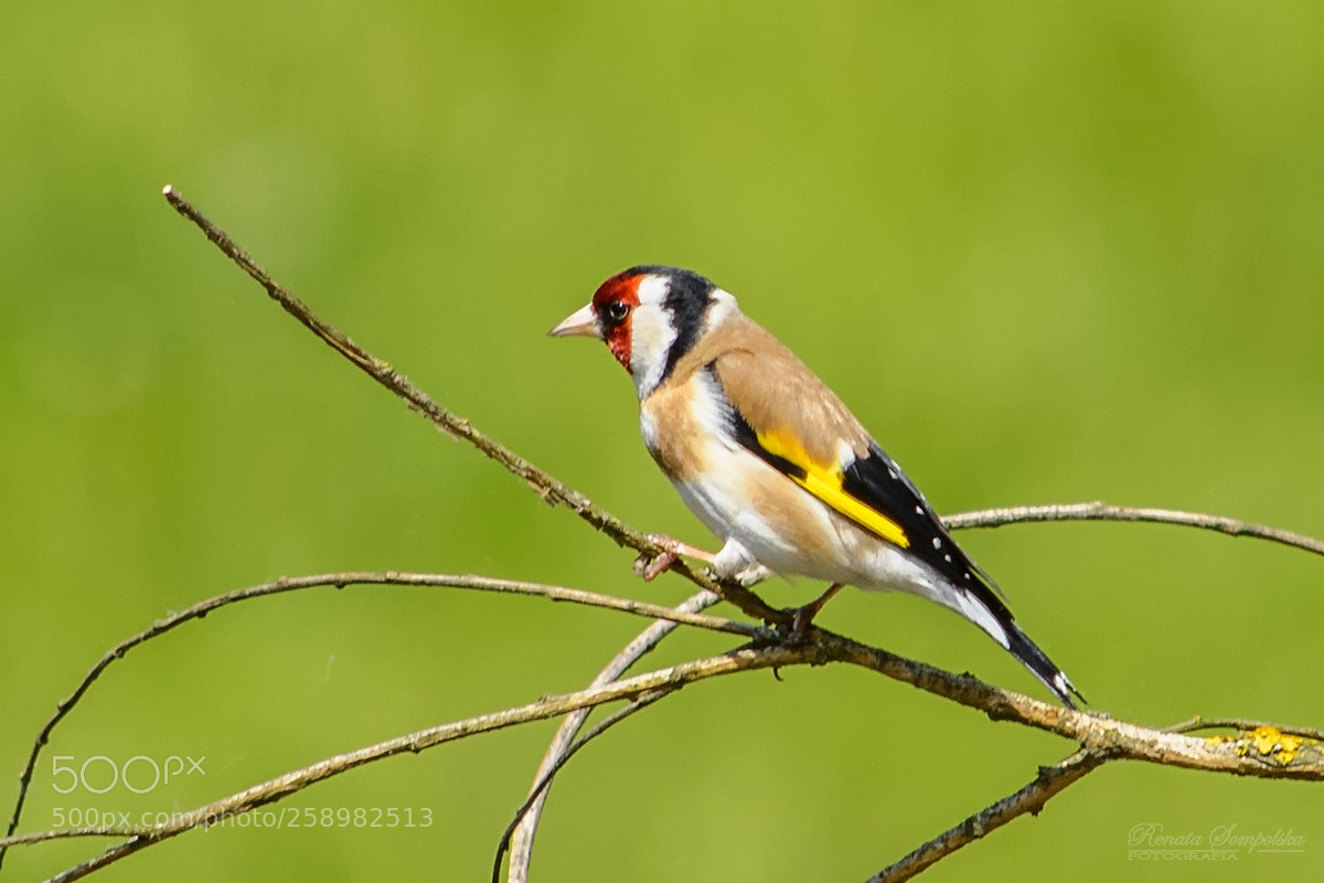 Nikon D7100 sample photo. Szczygieł (carduelis carduelis) photography
