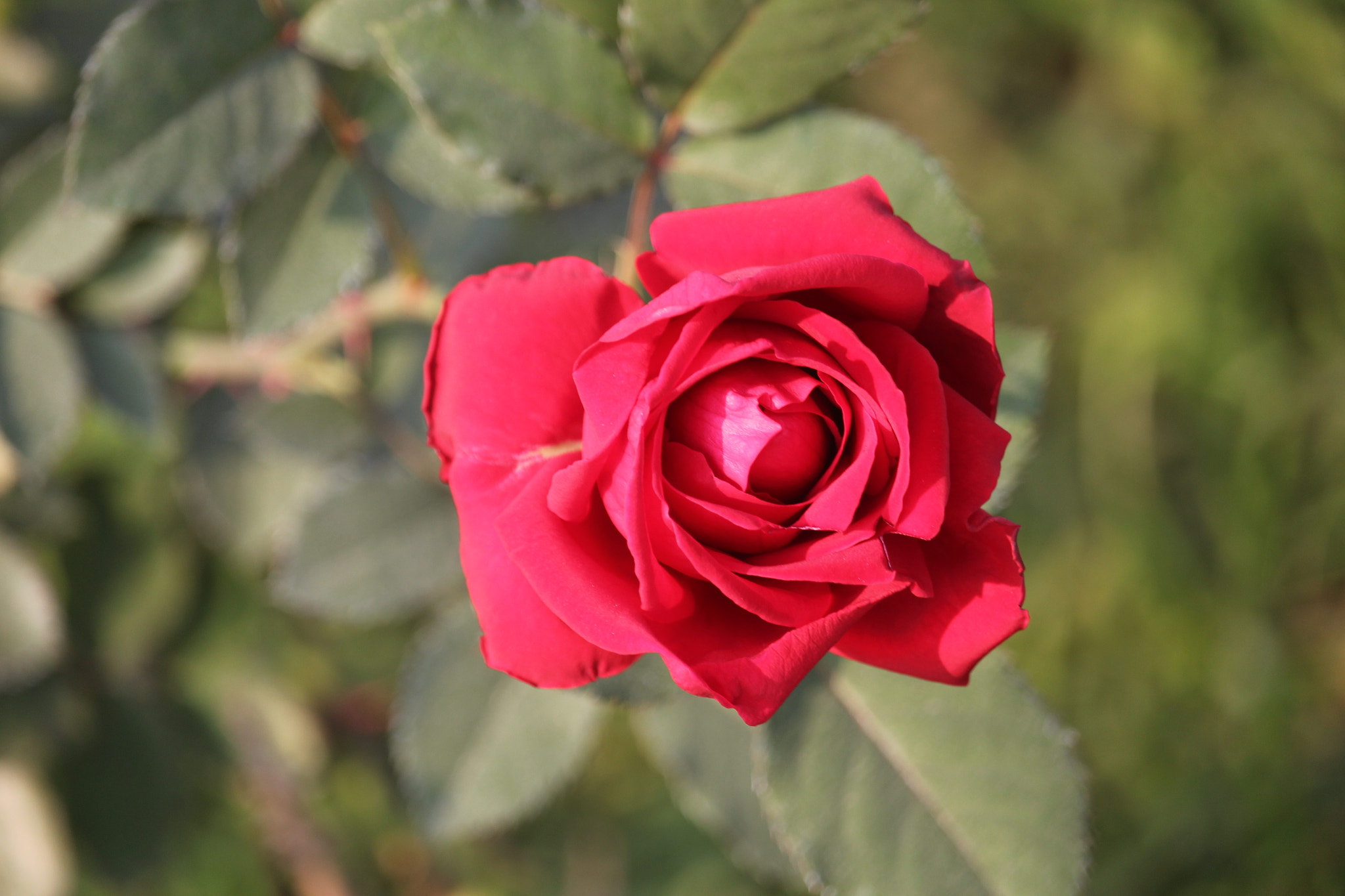 Canon EF-S 55-250mm F4-5.6 IS STM sample photo. Center of attaraction photography