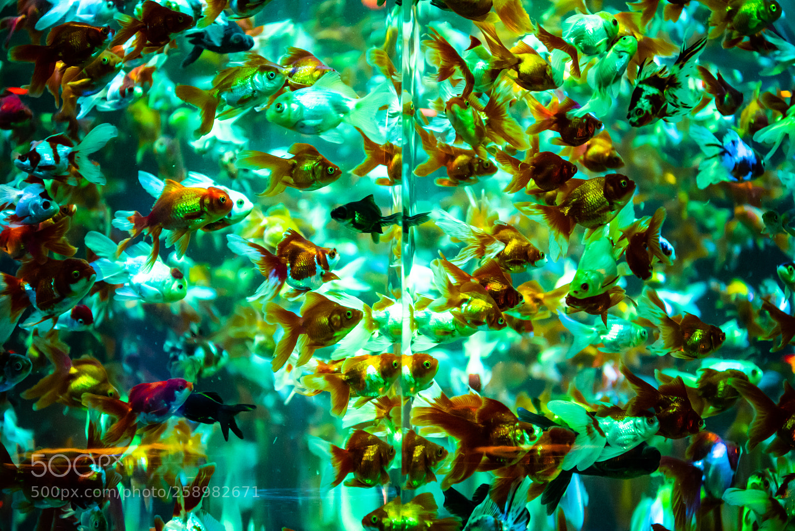 Nikon D750 sample photo. Golden fish photography