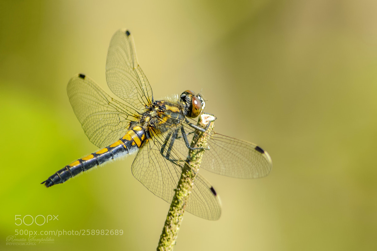 Nikon D7100 sample photo. Zalotka wi ksza leucorrhinia photography