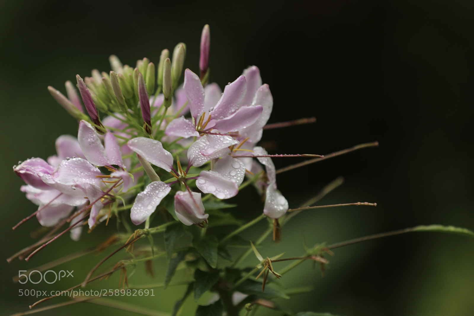 Canon EOS 5D Mark IV sample photo. 蝴蝶为花醉 花却随风飞 photography