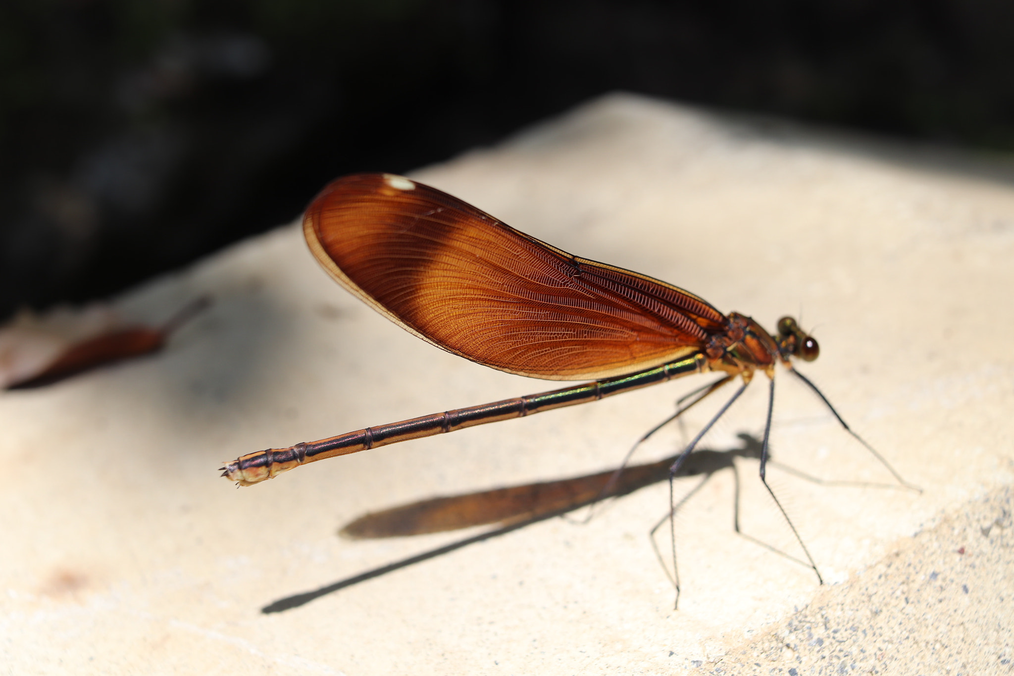 Canon EOS 200D (EOS Rebel SL2 / EOS Kiss X9) sample photo. Damselfly on the trail photography