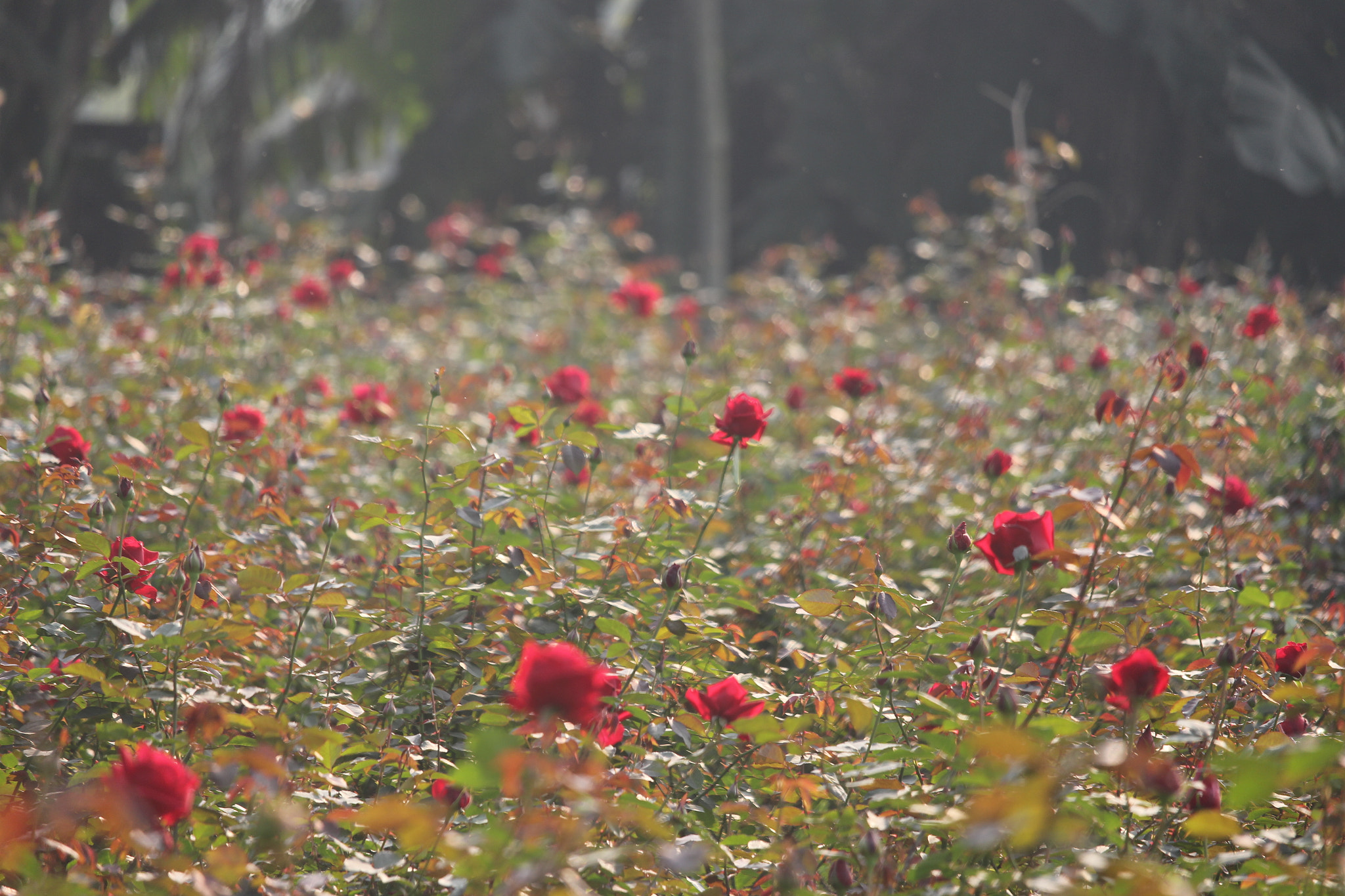 Canon EF-S 55-250mm F4-5.6 IS STM sample photo. Kingdom of roses photography