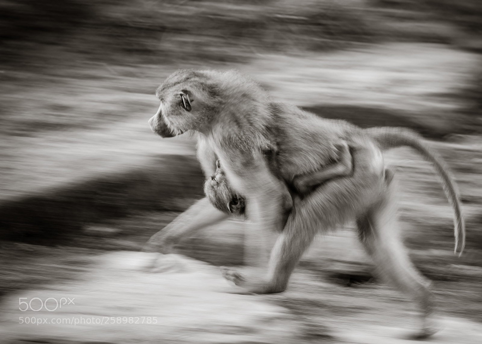 Nikon D3400 sample photo. Monkey motion photography