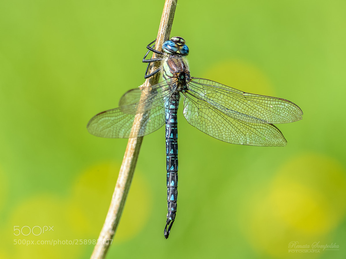 Nikon D7100 sample photo. Żagniczka wiosenna (brachytron pratense) photography