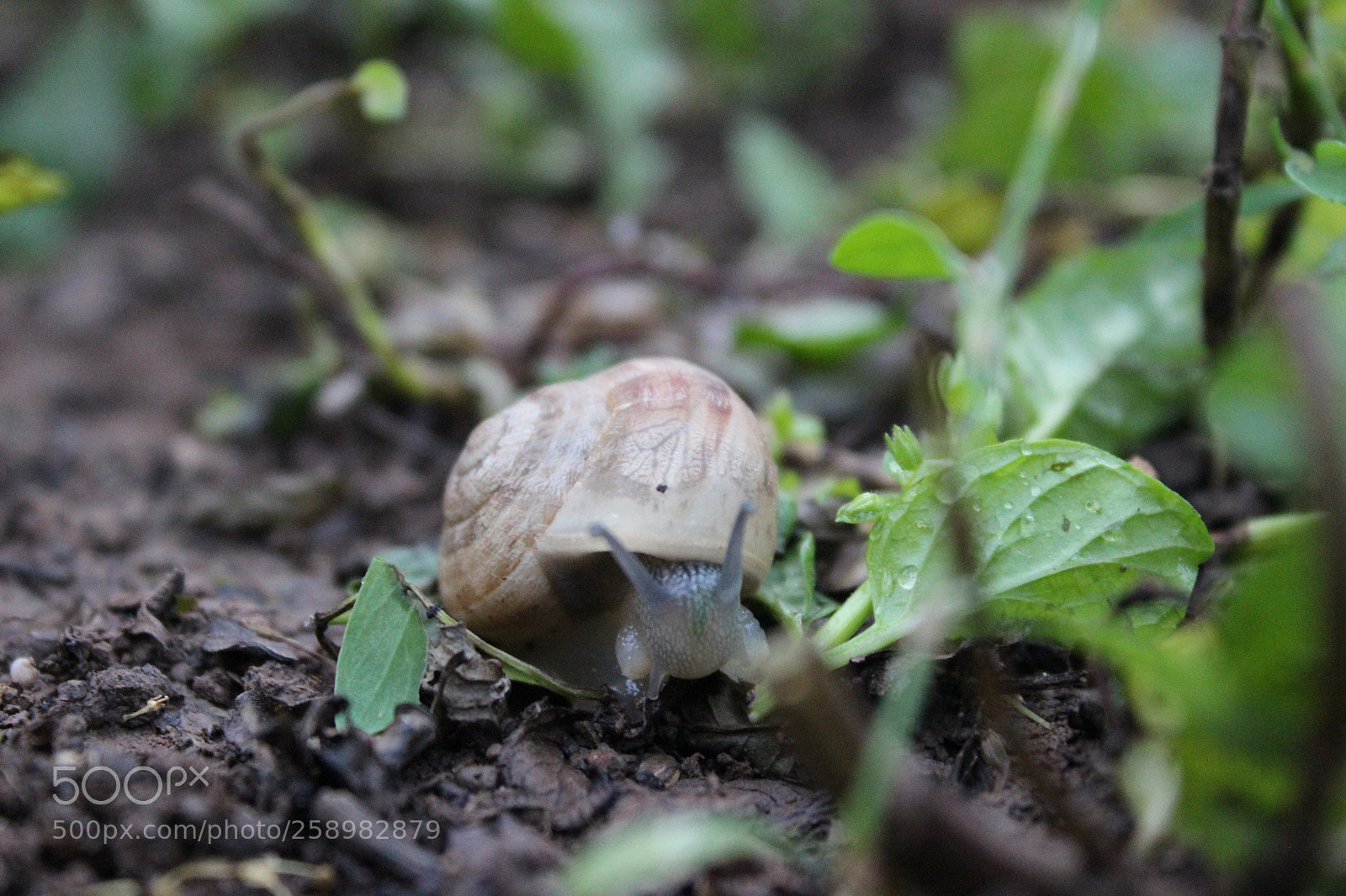 Canon EOS 600D (Rebel EOS T3i / EOS Kiss X5) sample photo. Img photography