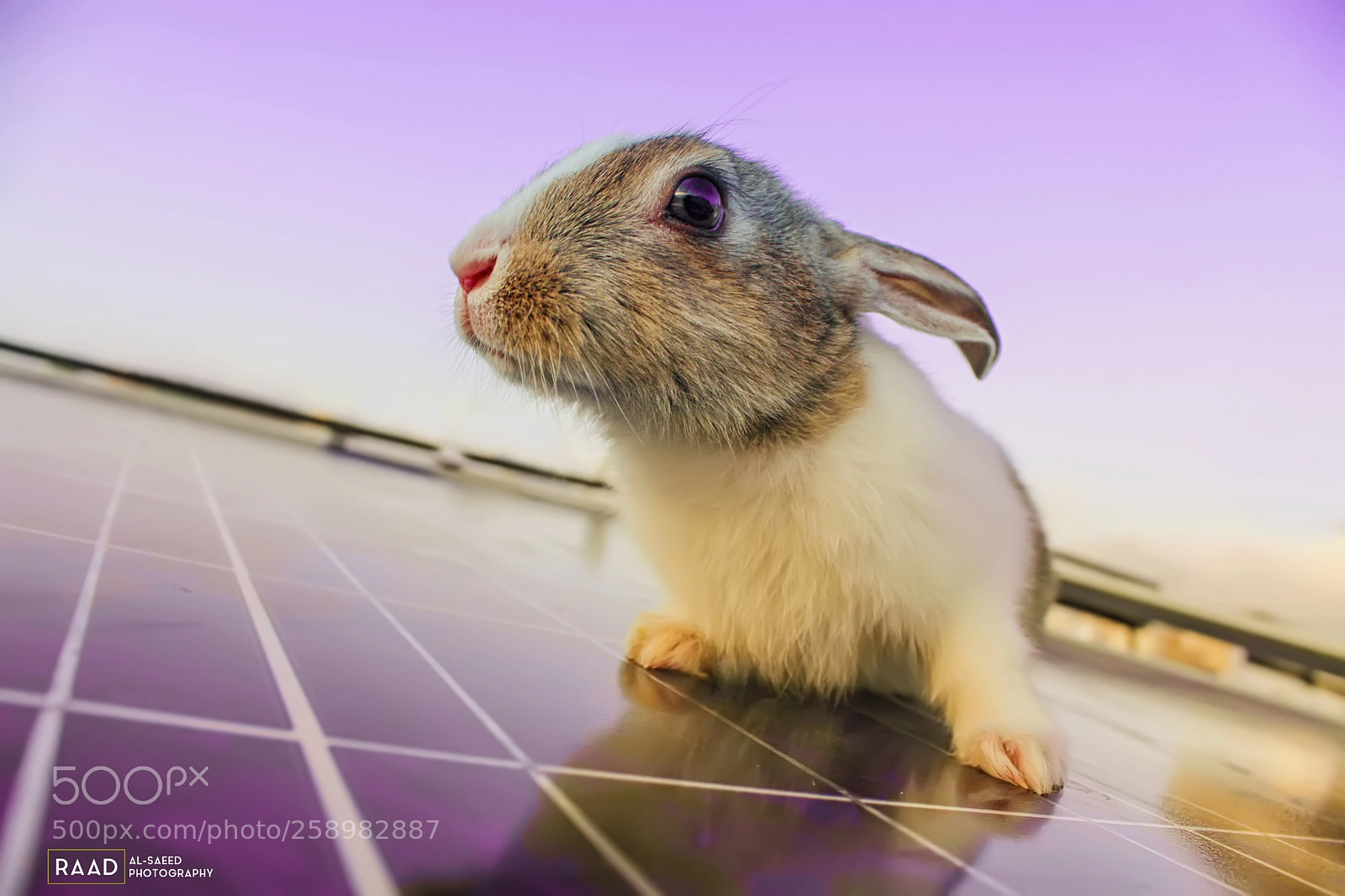 Canon EOS 650D (EOS Rebel T4i / EOS Kiss X6i) sample photo. Rabbit photography