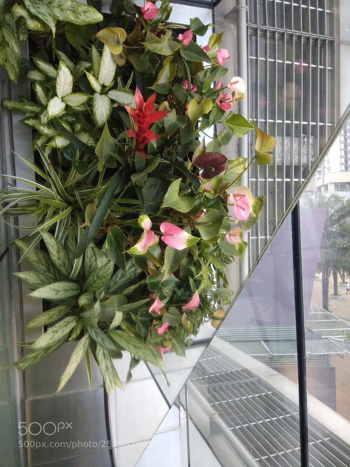 Xiaomi Redmi Note 4 sample photo. True flowers in mirror photography