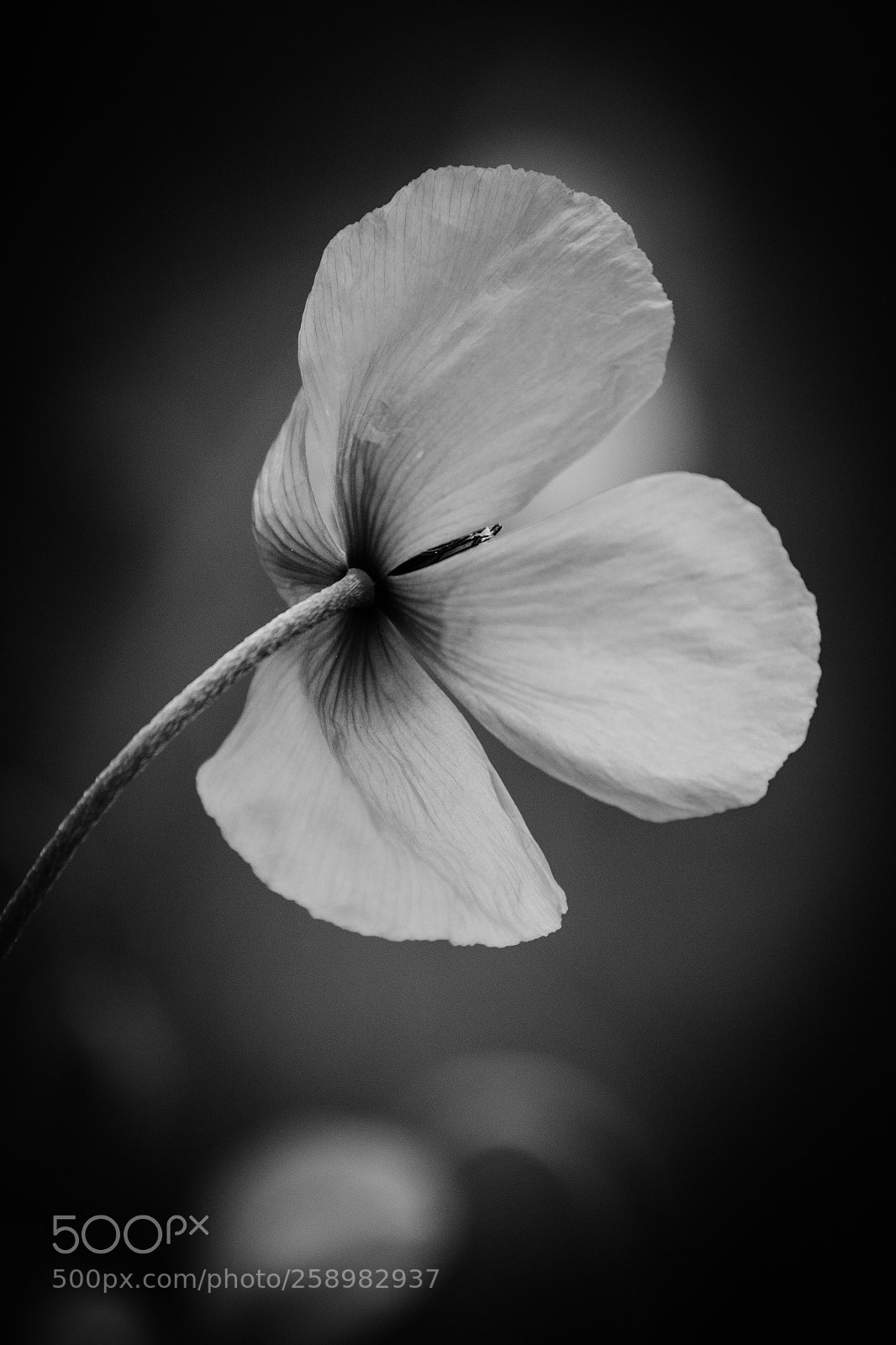 Nikon D3100 sample photo. Red flower photography