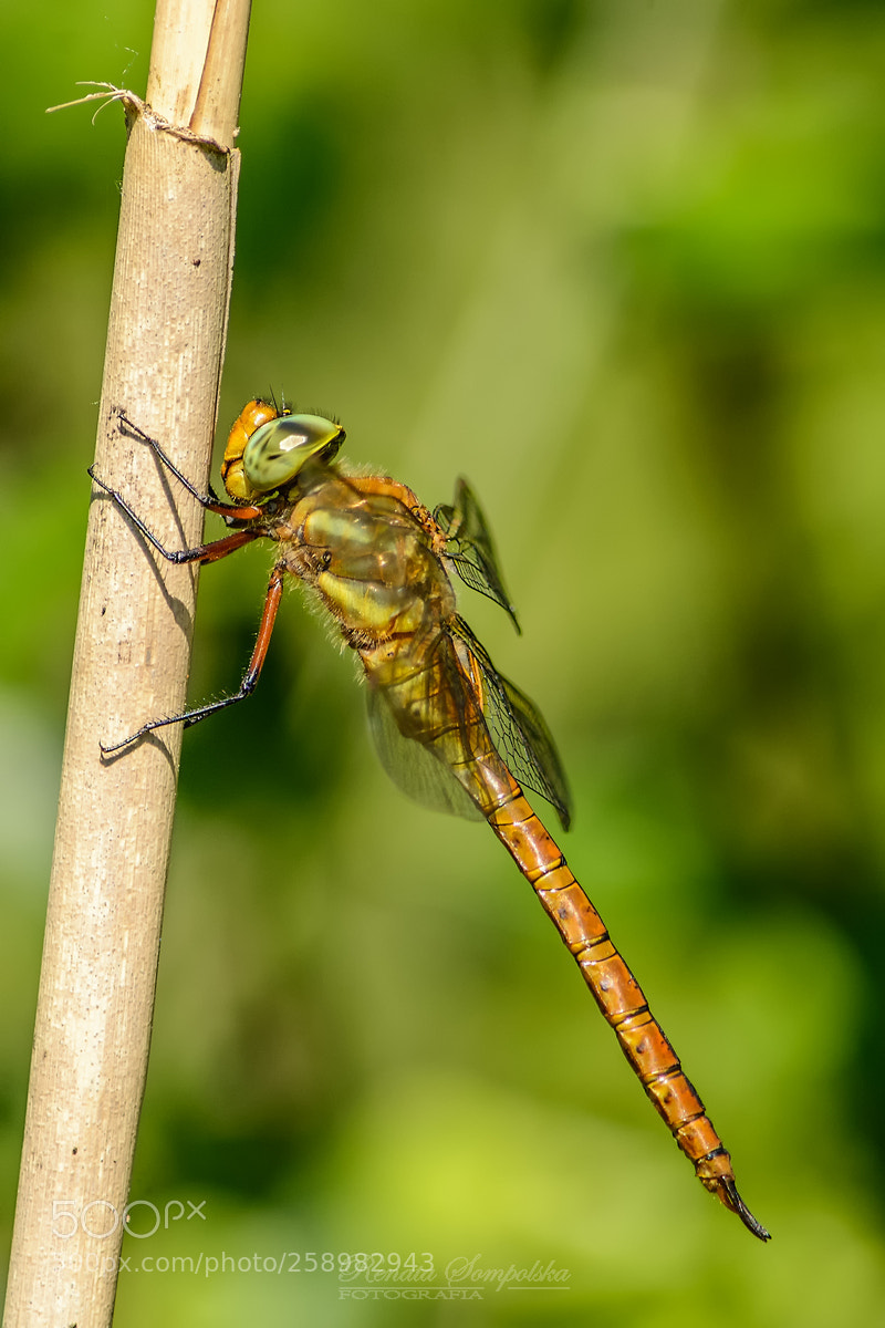 Nikon D7100 sample photo. Agnica agiew ruda aeshna photography