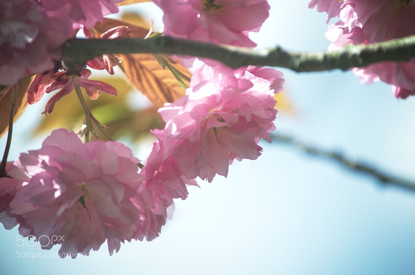Nikon D3100 sample photo. Blossoms photography