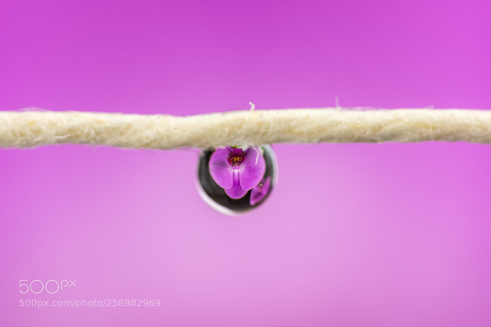 Nikon D7200 sample photo. One pink drop photography