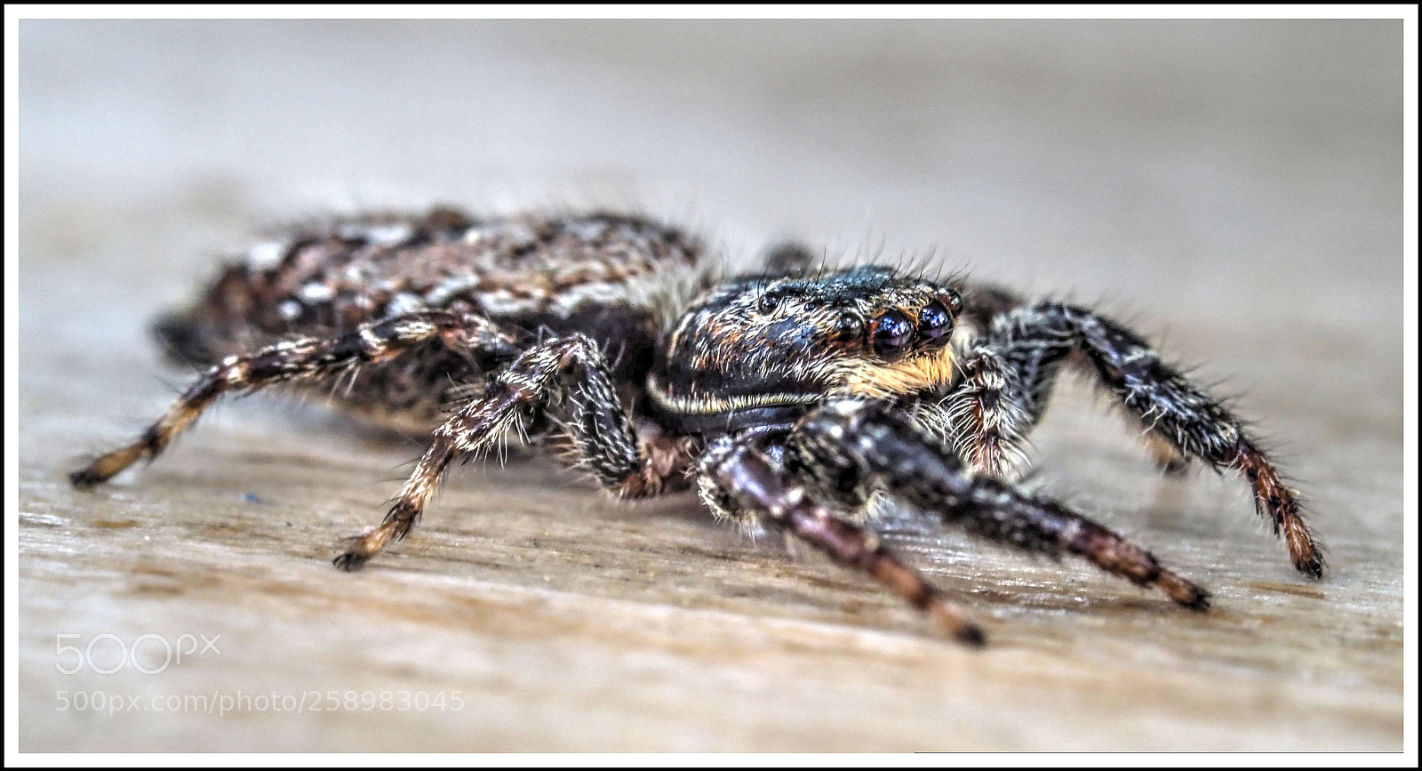 Olympus OM-D E-M1 Mark II sample photo. Bereit photography