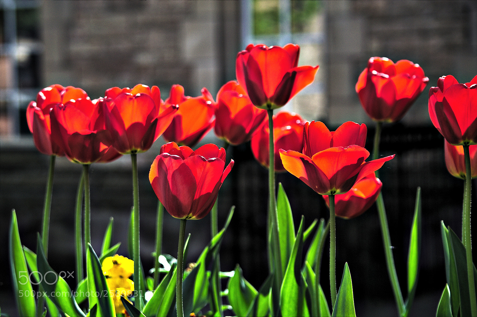 Nikon D3100 sample photo. Tulips photography