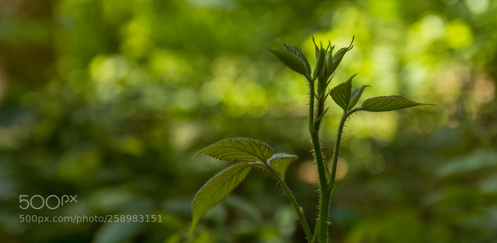 Canon EOS 60D sample photo. Young shoot of forest photography