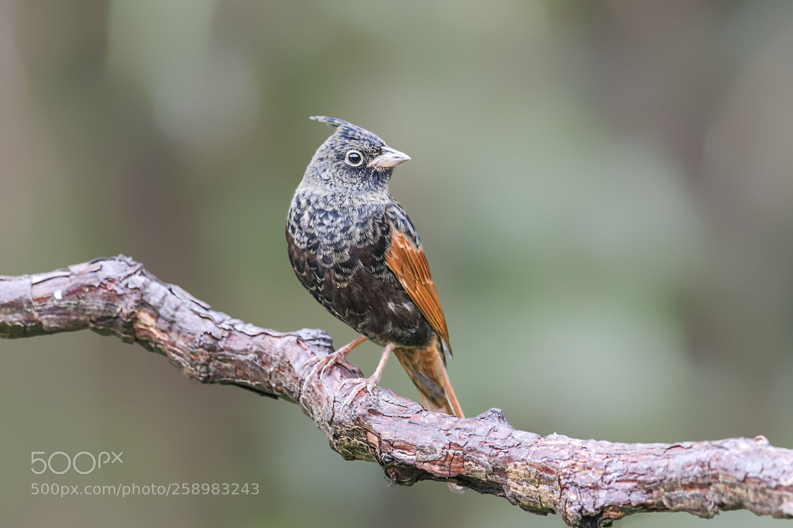 Nikon D4 sample photo. Crested bunting photography