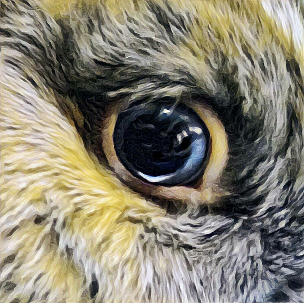 OPPO CPH1701 sample photo. Guess what animal is this photography