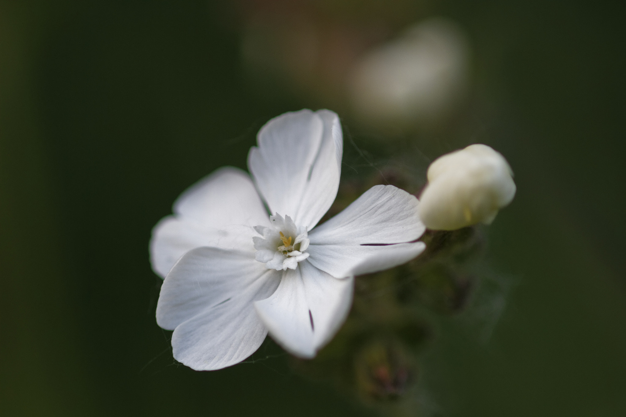 Canon EF 100mm F2.8 Macro USM sample photo. White flower on black photography