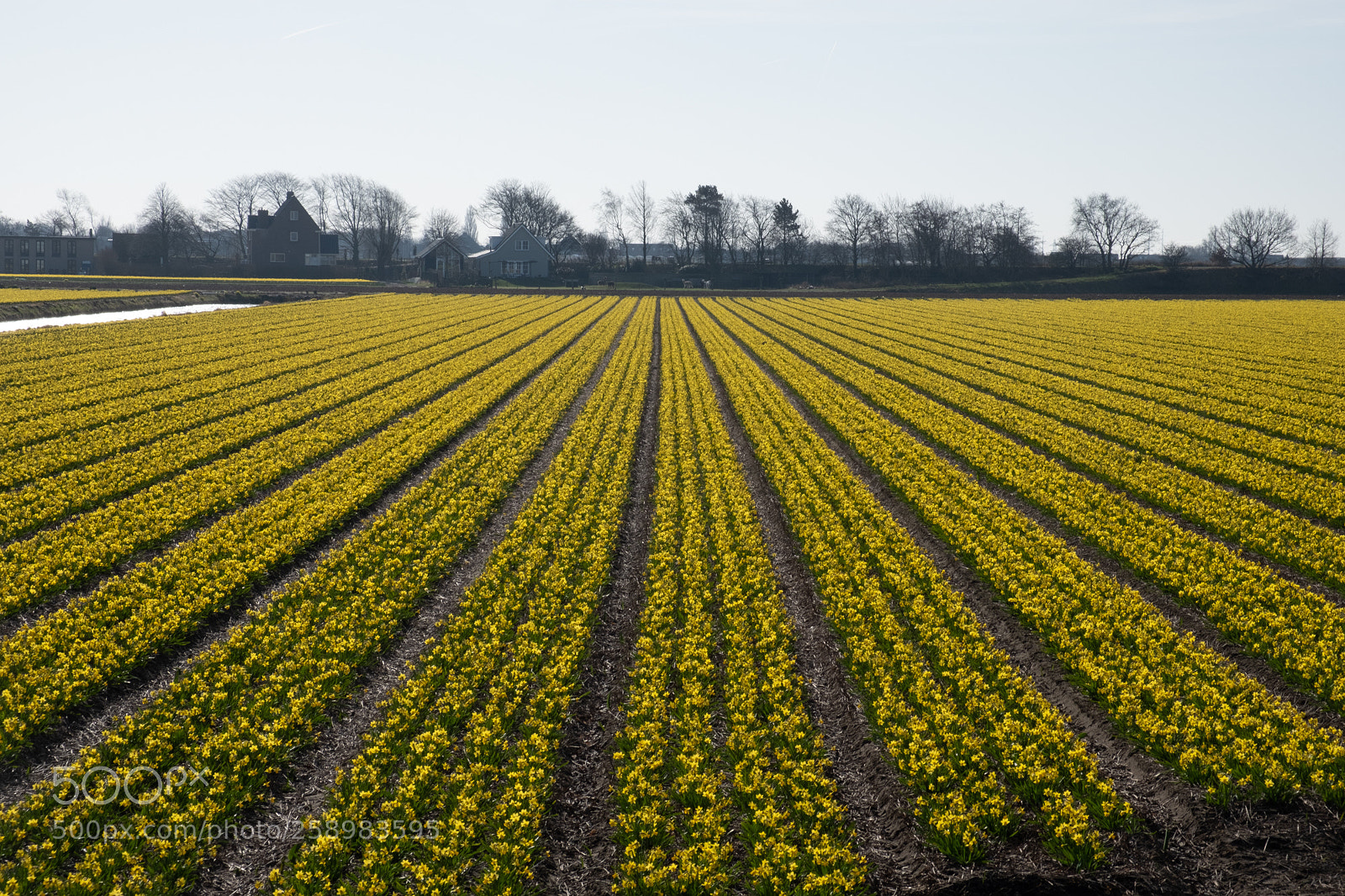Fujifilm X-E3 sample photo. Hoeveel narcissen! photography