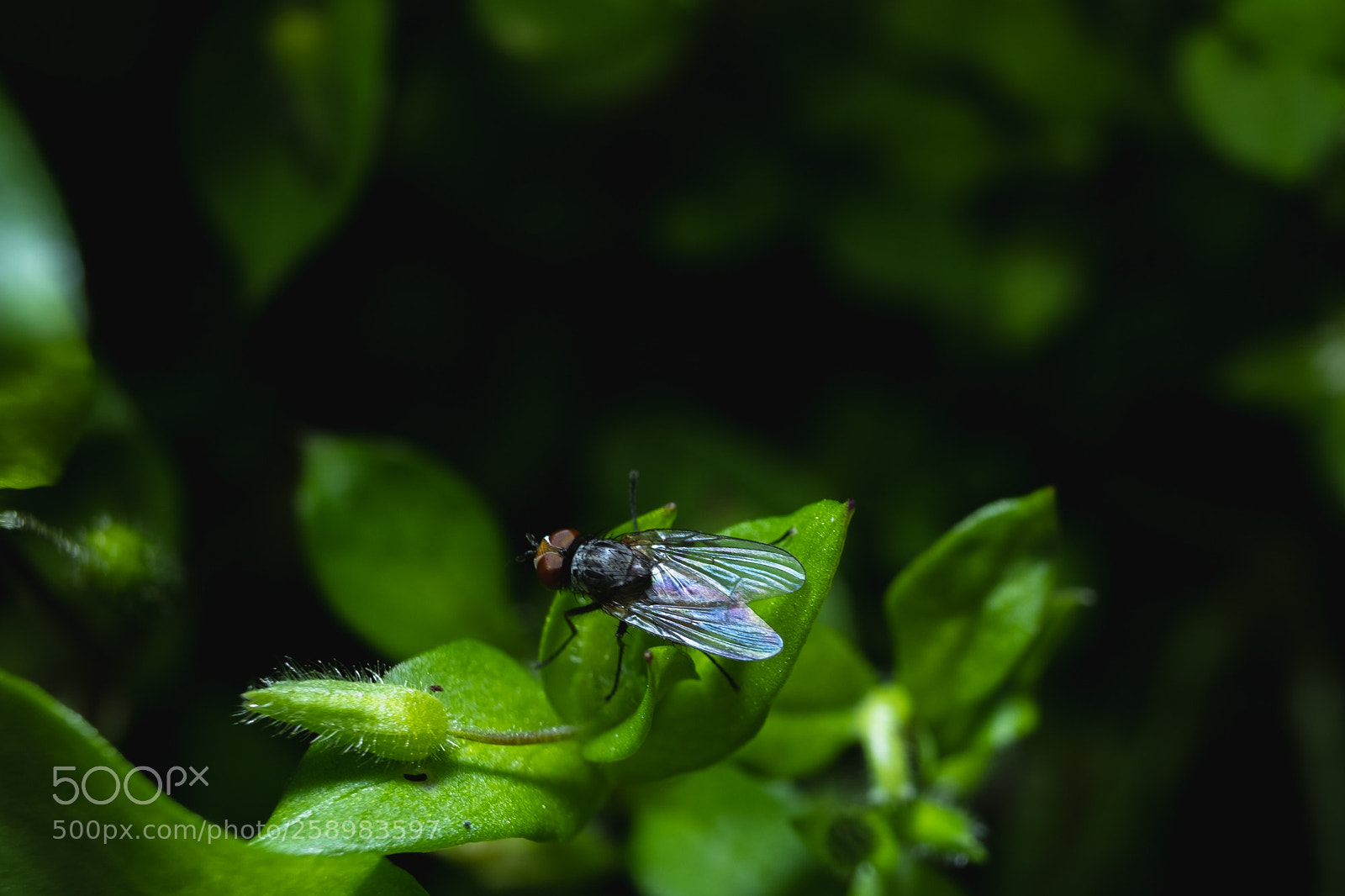 Fujifilm X-E3 sample photo. La mosca photography