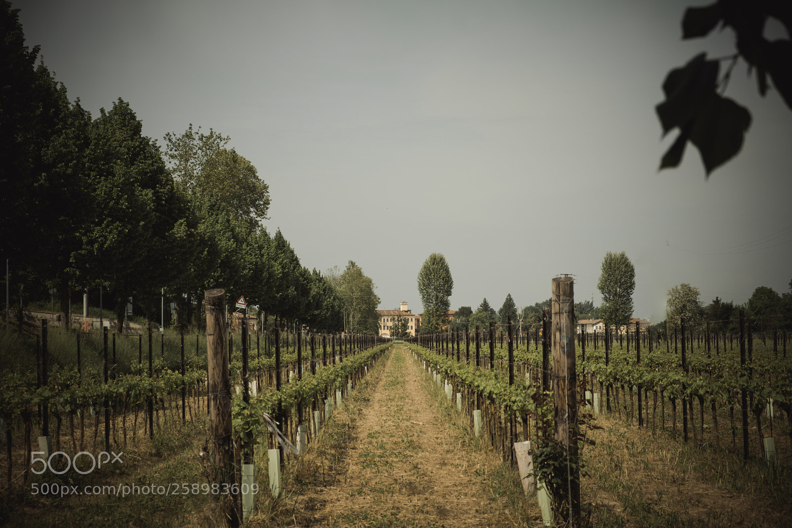 Fujifilm X-E3 sample photo. Vineyards in praglia photography